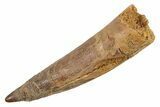 Fossil Spinosaurus Tooth - Real Dinosaur Tooth #345903-1